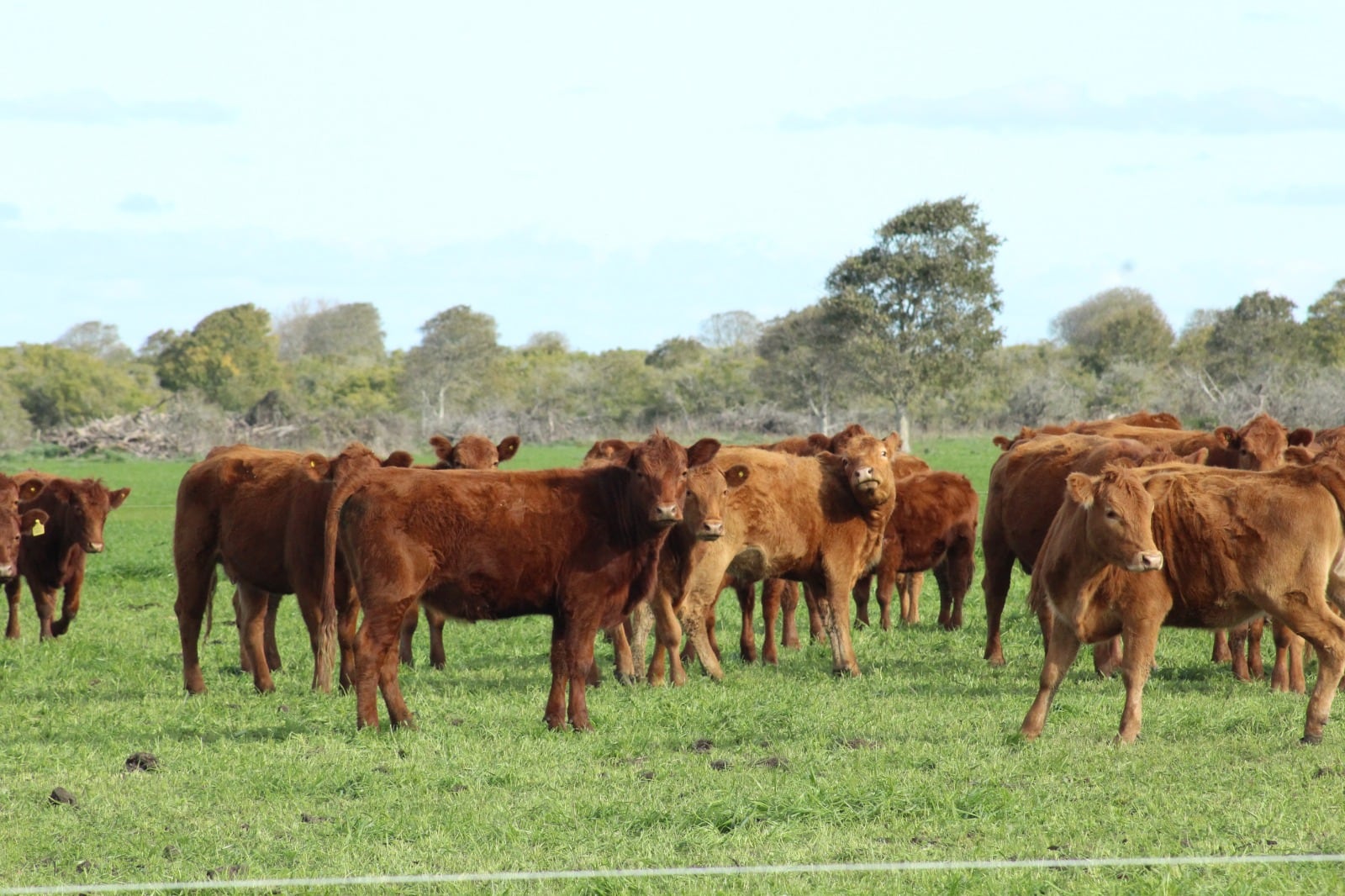 En el INTA informaron que el ganado generalmente no se enferma pero excreta la bacteria de forma intermitente a través de sus heces, contaminando pasturas, fuentes de agua y, eventualmente, algunos alimentos