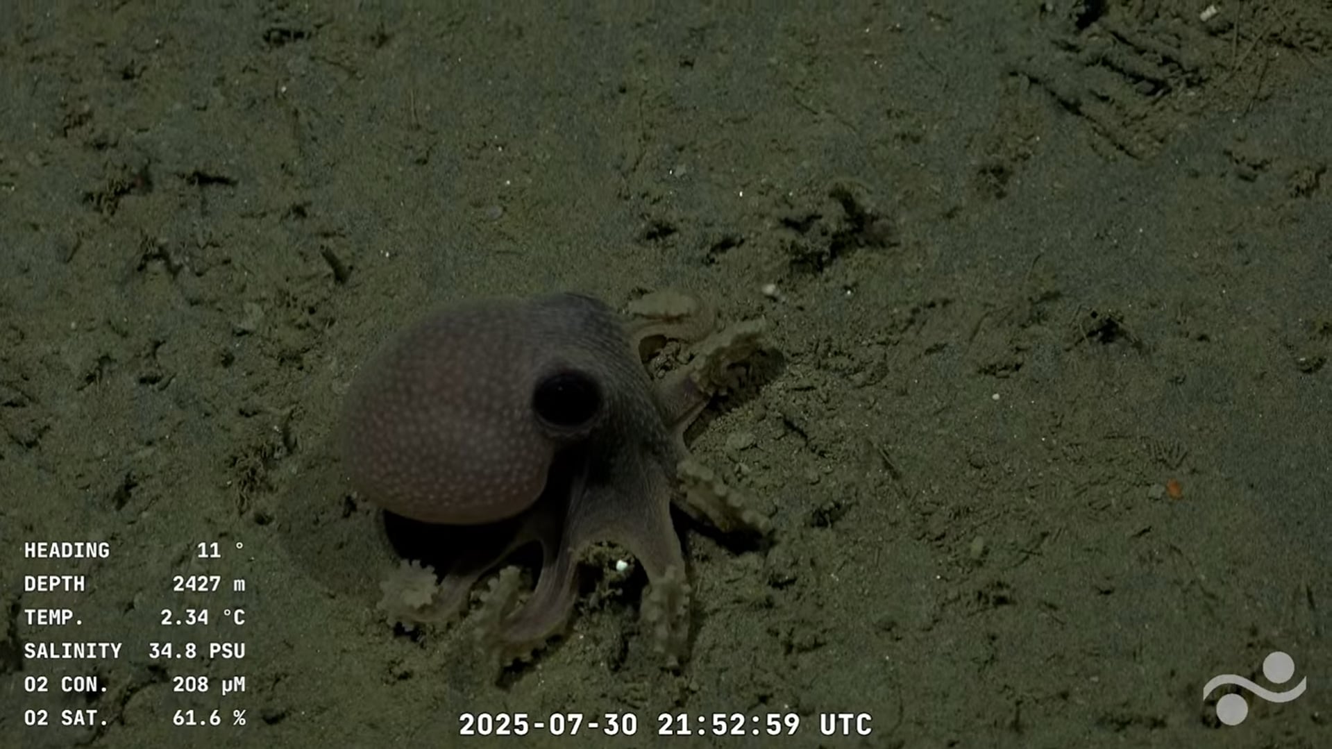 El pulpo hallado se encontraba a 2427 metro de profundidad