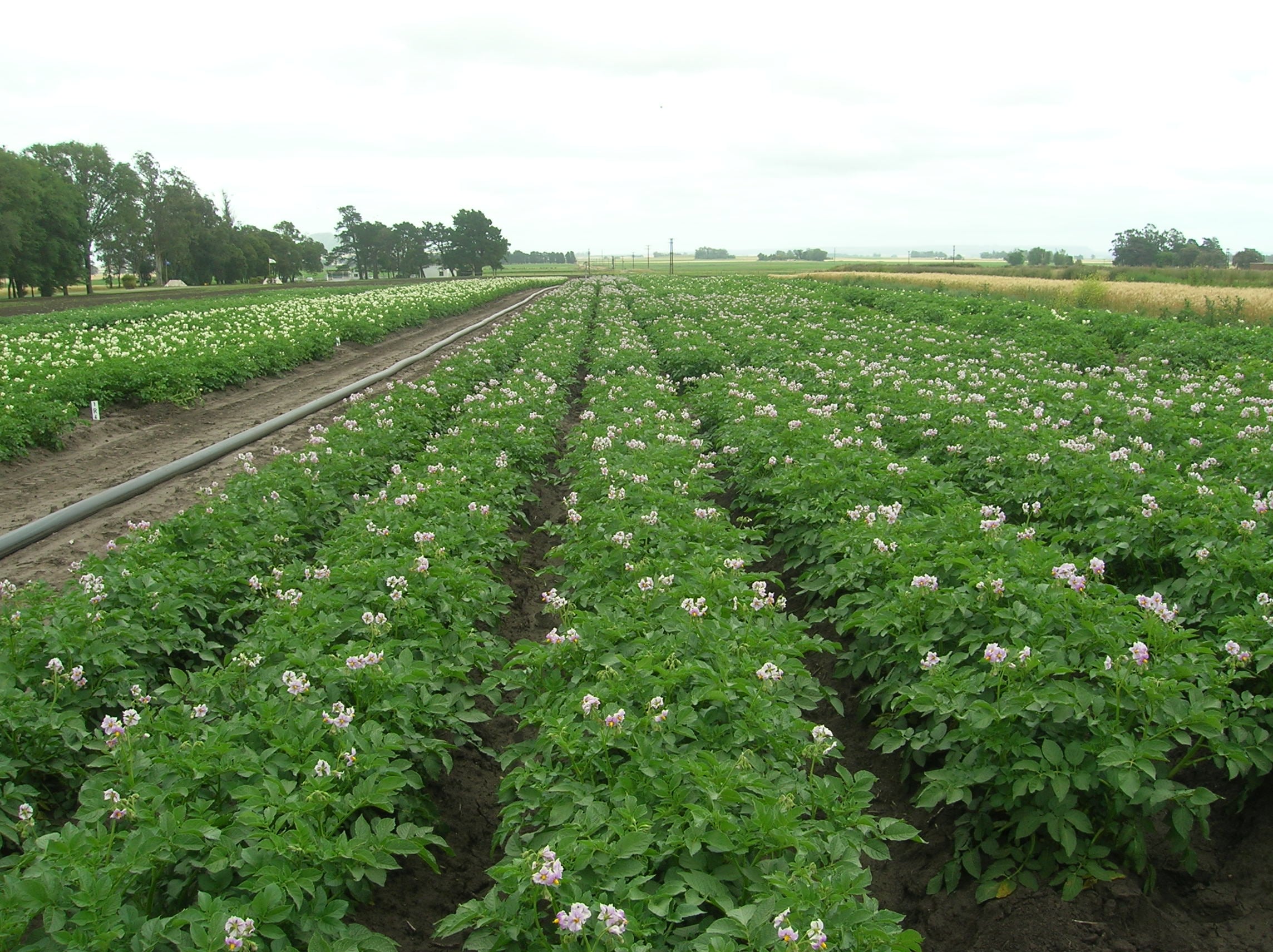 Un cultivo de papa en producción