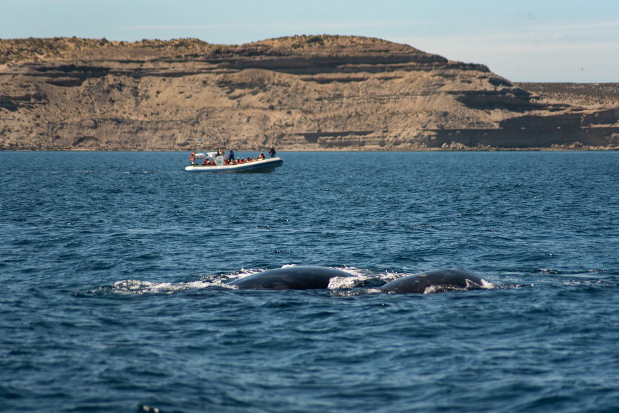 Ballena con su cría, en el avistaje con Florencia