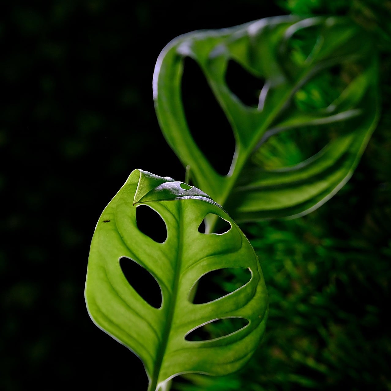 Hoja de la planta monstera (Foto ilustrativa: PIXABAY)