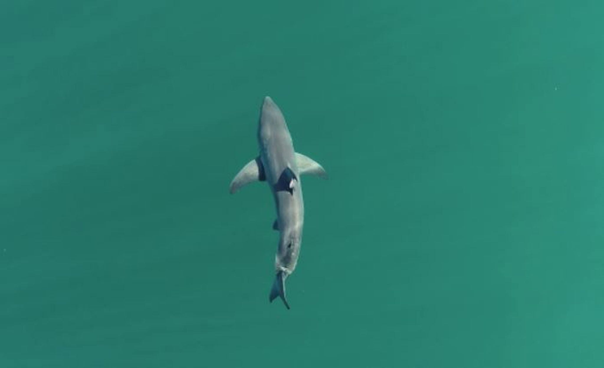 19/04/2024 Tiburón blanco juvenil.  Científicos marinos han demostrado por primera vez que los grandes tiburones blancos juveniles seleccionan aguas cálidas y poco profundas para agruparse a un kilómetro de la costa.  POLITICA INVESTIGACIÓN Y TECNOLOGÍA FRONTIERS