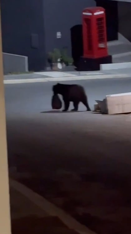 El oso que se metió en el barrio donde vive Evangelina Anderson se llevó la bolsa de basura de un vecino