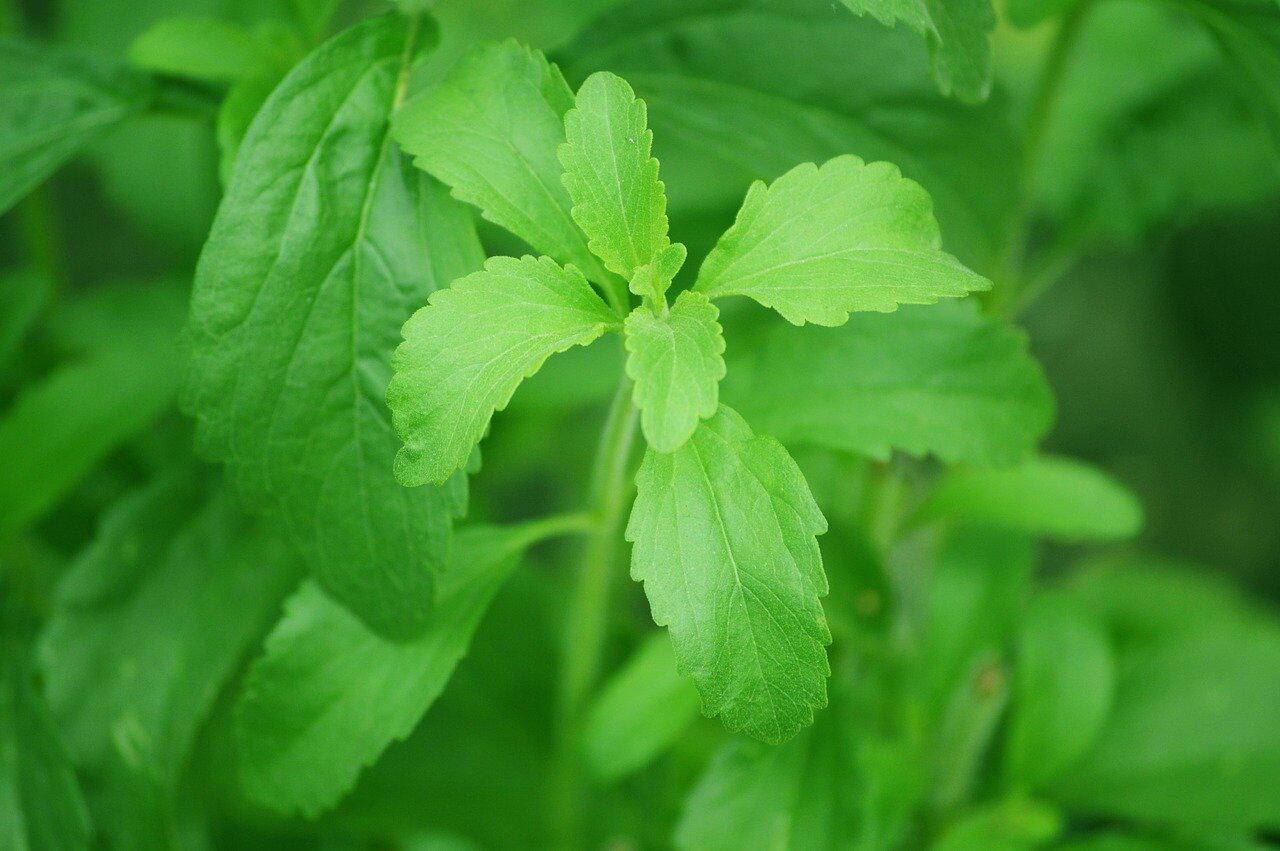 La stevia es un edulcorante natural que no aporta calorías y puede ayudar a controlar los niveles de azúcar en sangre