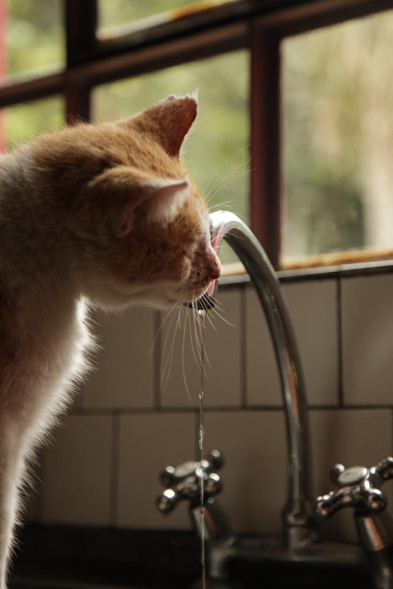 Tonino, un gato tuerto, era su preferido