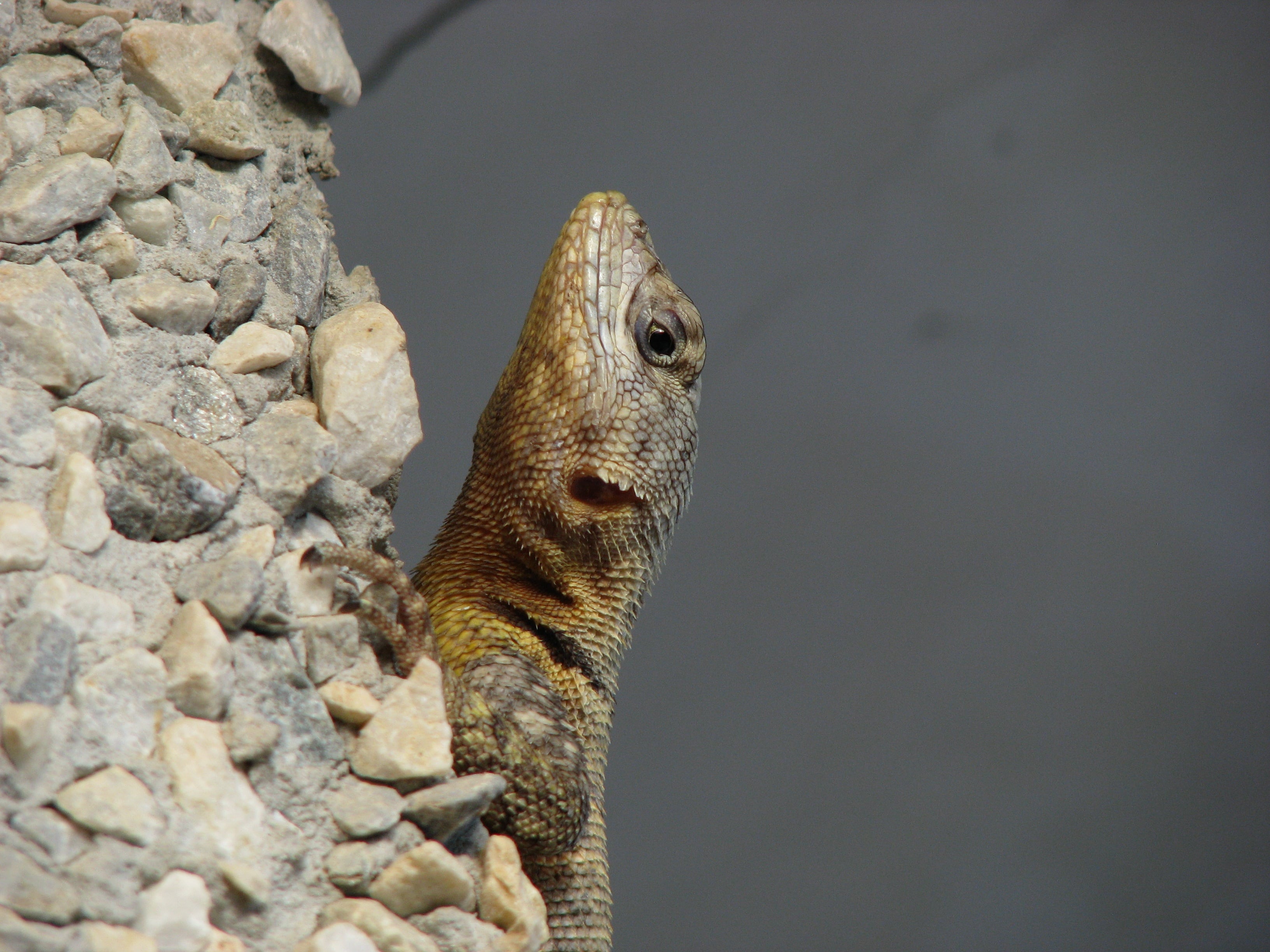 En algunas mitologías estos animales son un símbolo de protección y buena suerte