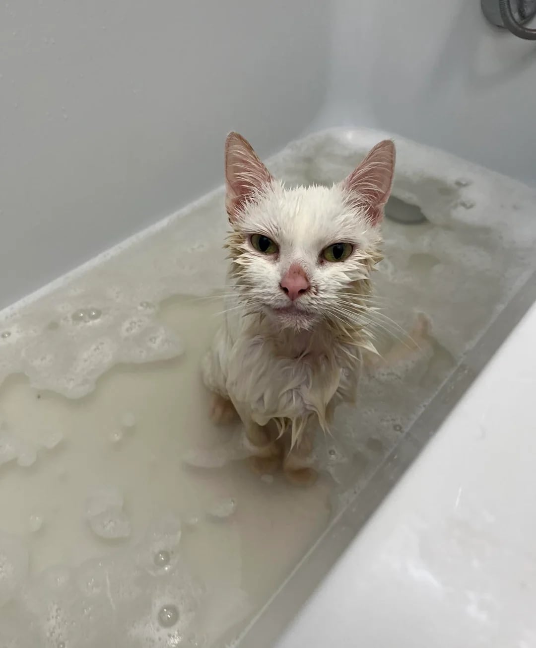 El débil animal era una gata que se aferraba a la vida.