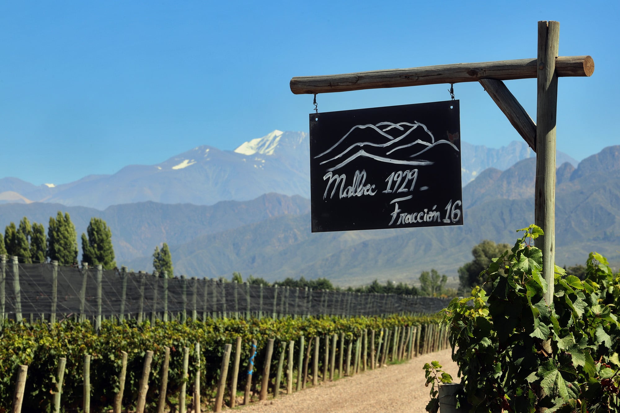 La mayoría de los vinos premiados provienen de Mendoza