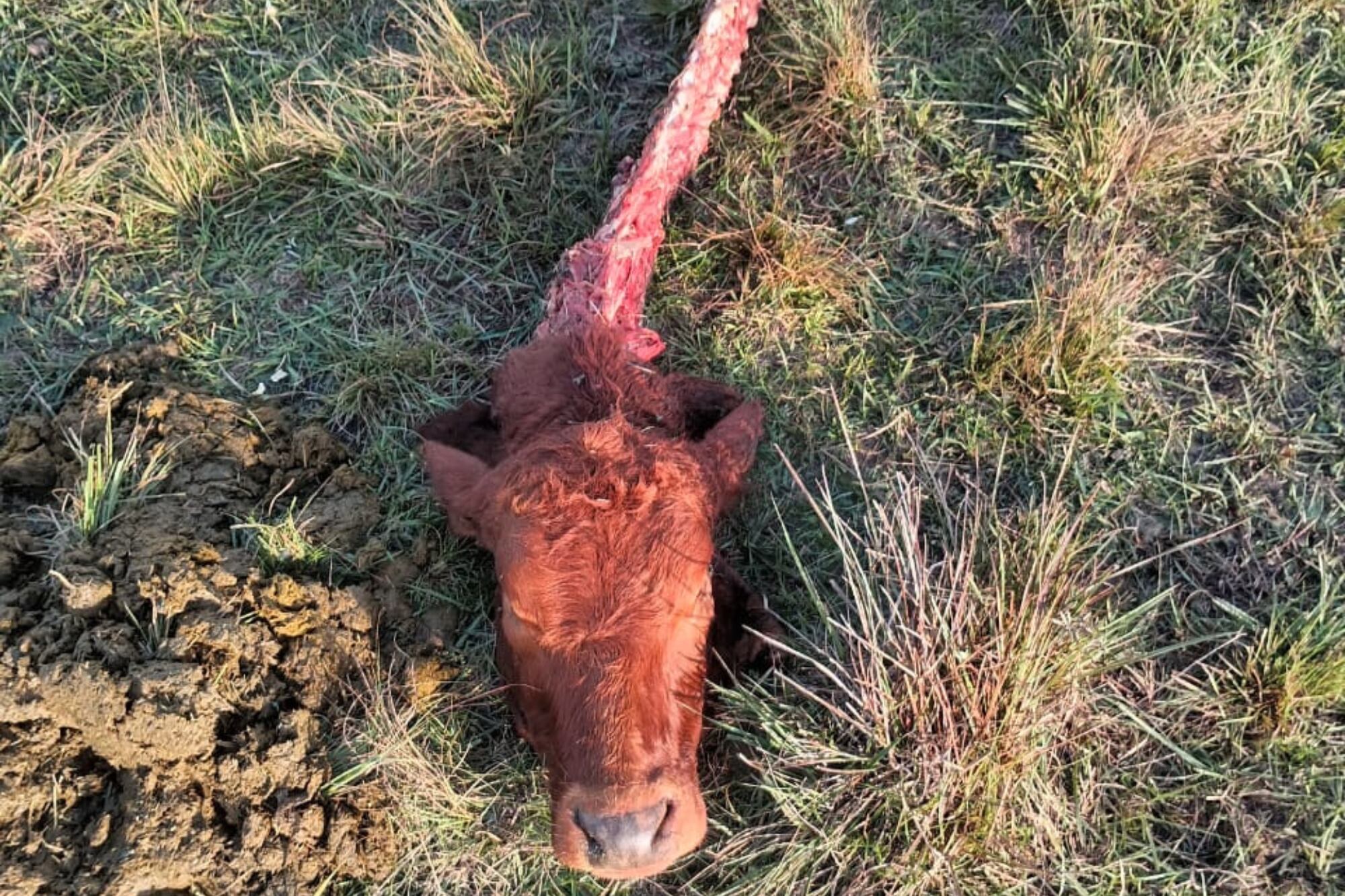 Según los productores, la Policía no tiene recursos ni infraestructura para actuar