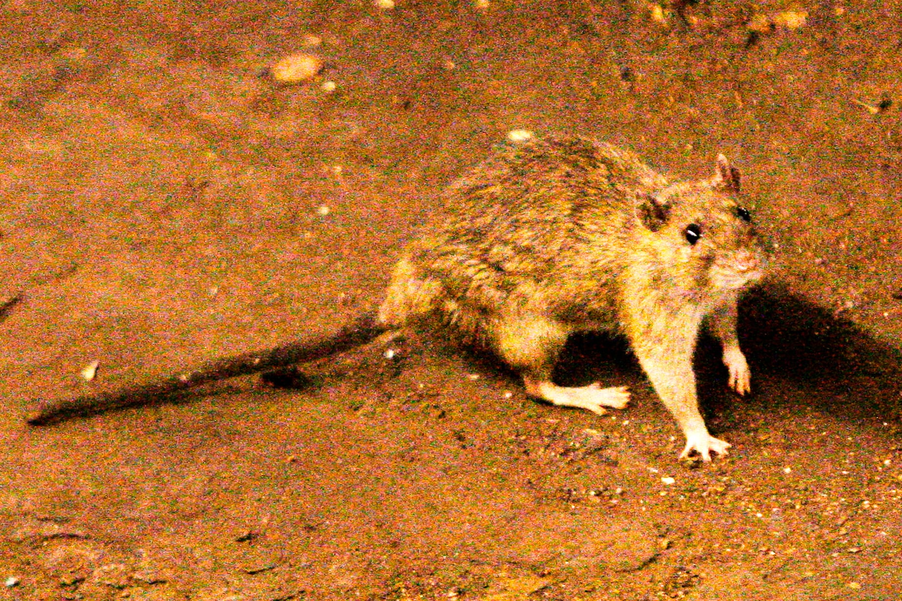 El hantavirus es una enfermedad viral aguda grave, a menudo mortal, transmitida a los humanos por roedores silvestres, principalmente el ratón colilargo, a través de su saliva, heces y orina