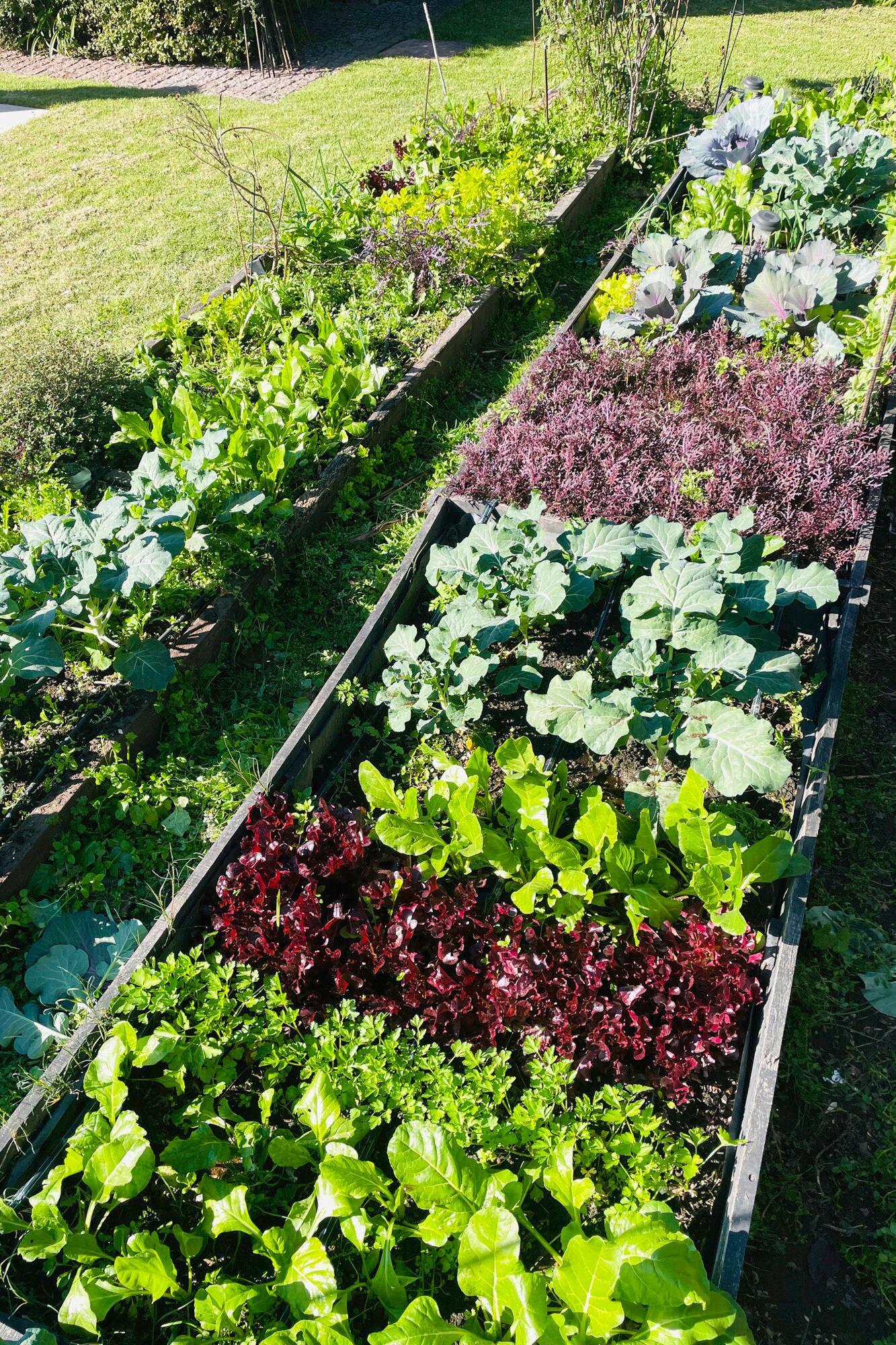En la huerta, junto a otros verdes