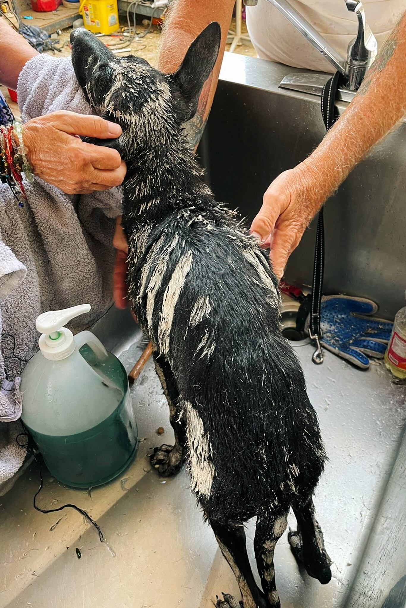 Fueron necesarios tres baños en días consecutivos para poder remover la pintura del cuerpo del animal.