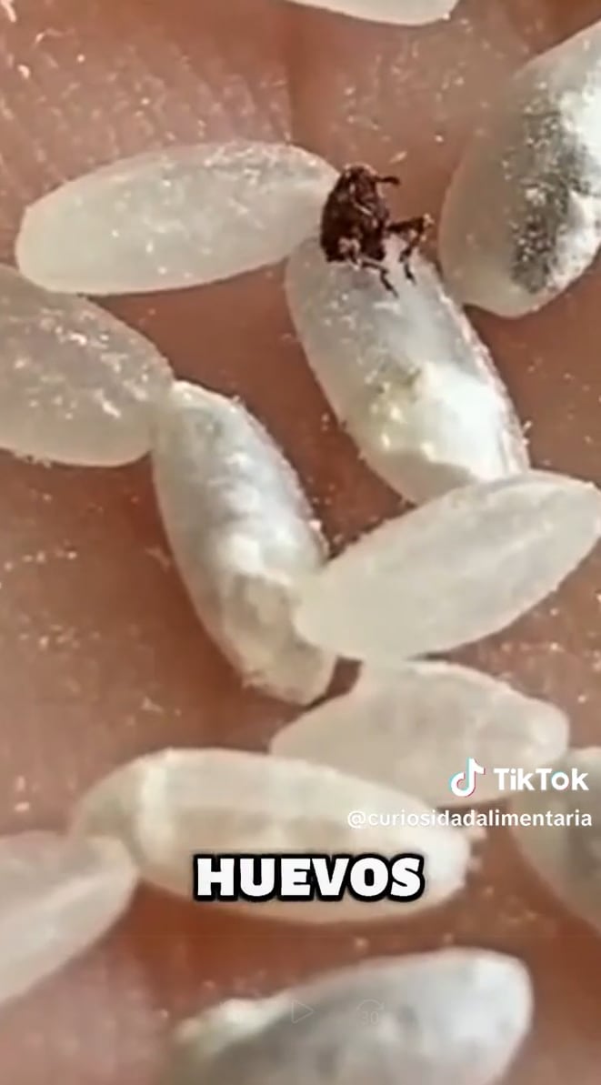 Los huevos de gorgojo eclosionan con la humedad y el calor, por eso se sugiere conservar los productos 24 horas en la heladera