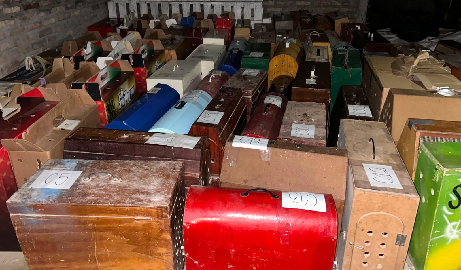 Rescataron 111 gallos de riña en un local bailable de Brandsen