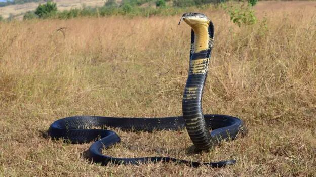 Los elápidos son una familia de serpientes altamente venenosas