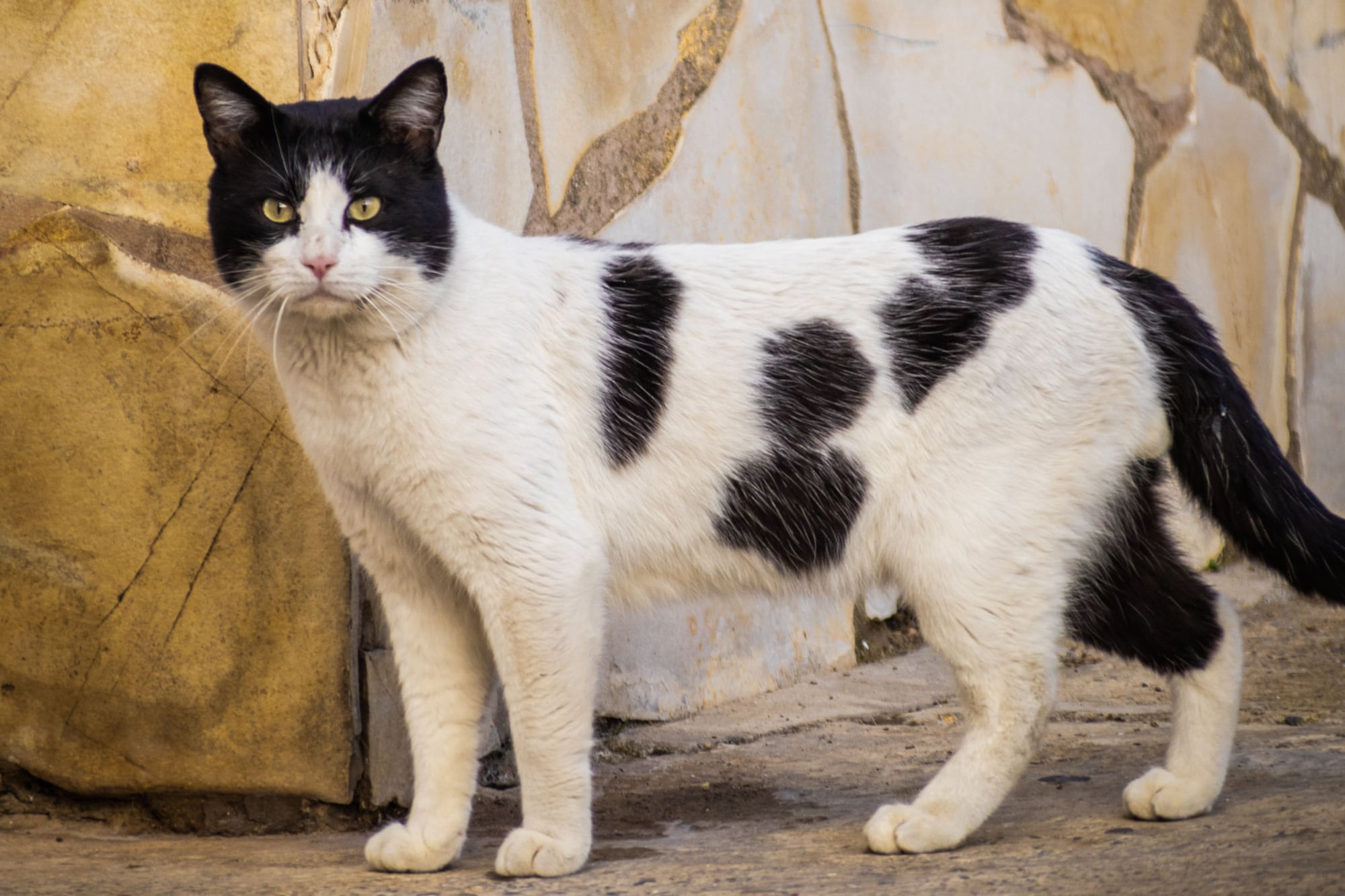 Carlos Gutiérrez, veterinario: “Los gatos de color blanco y negro se agobian con más facilidad”
