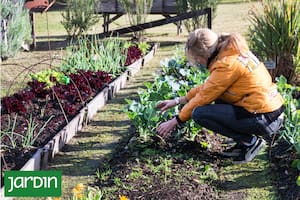 10 semillas que tenés que sembrar ahora para disfrutar todo el verano