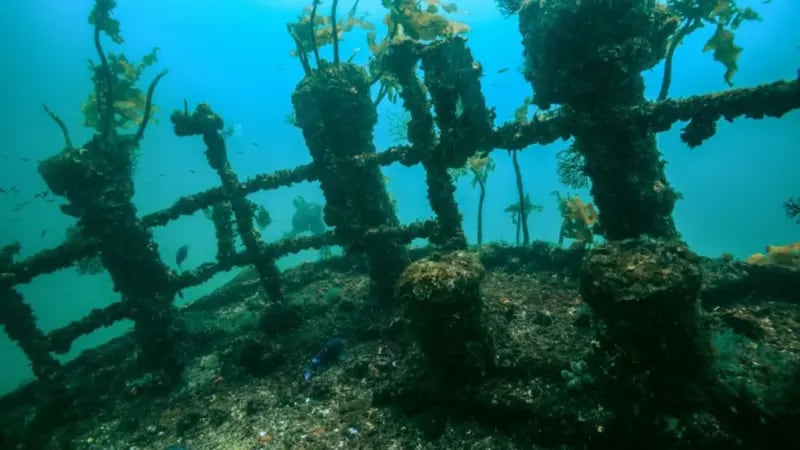Los restos del Rainbow Warrior frente a la costa neozelandesa, bahía de Matauri, Northland, cubiertos de corales