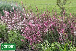 Cómo es la planta que todos eligen porque se llena de flores y es fácil de cuidar