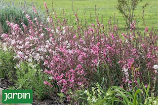 Cómo es la planta que todos eligen porque se llena de flores y es fácil de cuidar