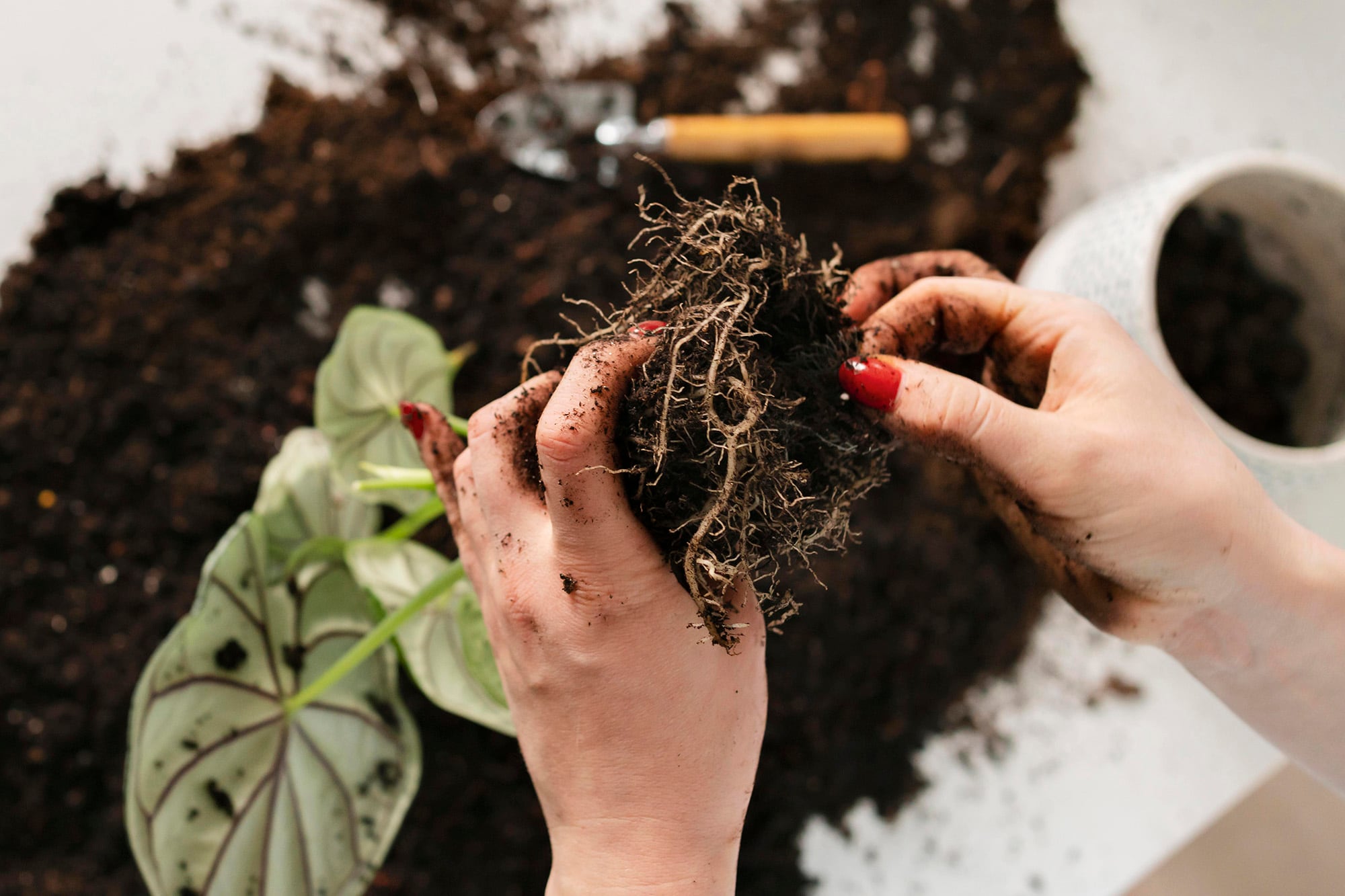 Cuando las raíces ocupan todo el volumen disponible, el sustrato pierde estructura, se compacta y deja de drenar correctamente