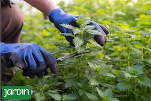 Pica al tocarla y crece en cualquier rincón, pero es comestible, rica en nutrientes y medicinal
