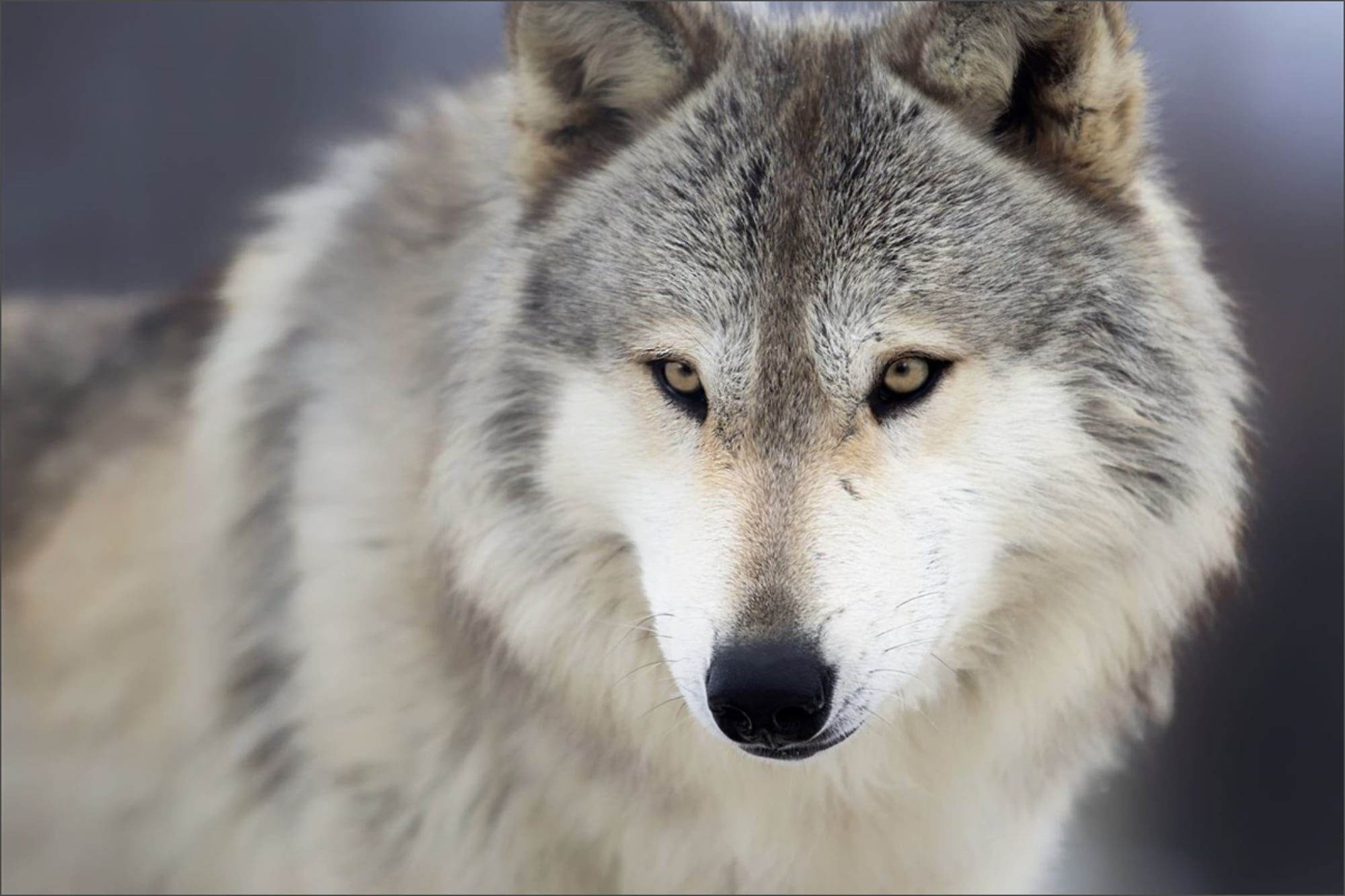 El depredador que fue visto en Los Ángeles tras un siglo de ausencia presenta distintos colores y tamaños