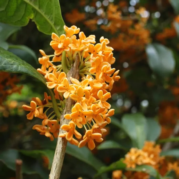 Osmanthus, el árbol que perfuma el jardín y es elegido por muchos amantes de la jardinería