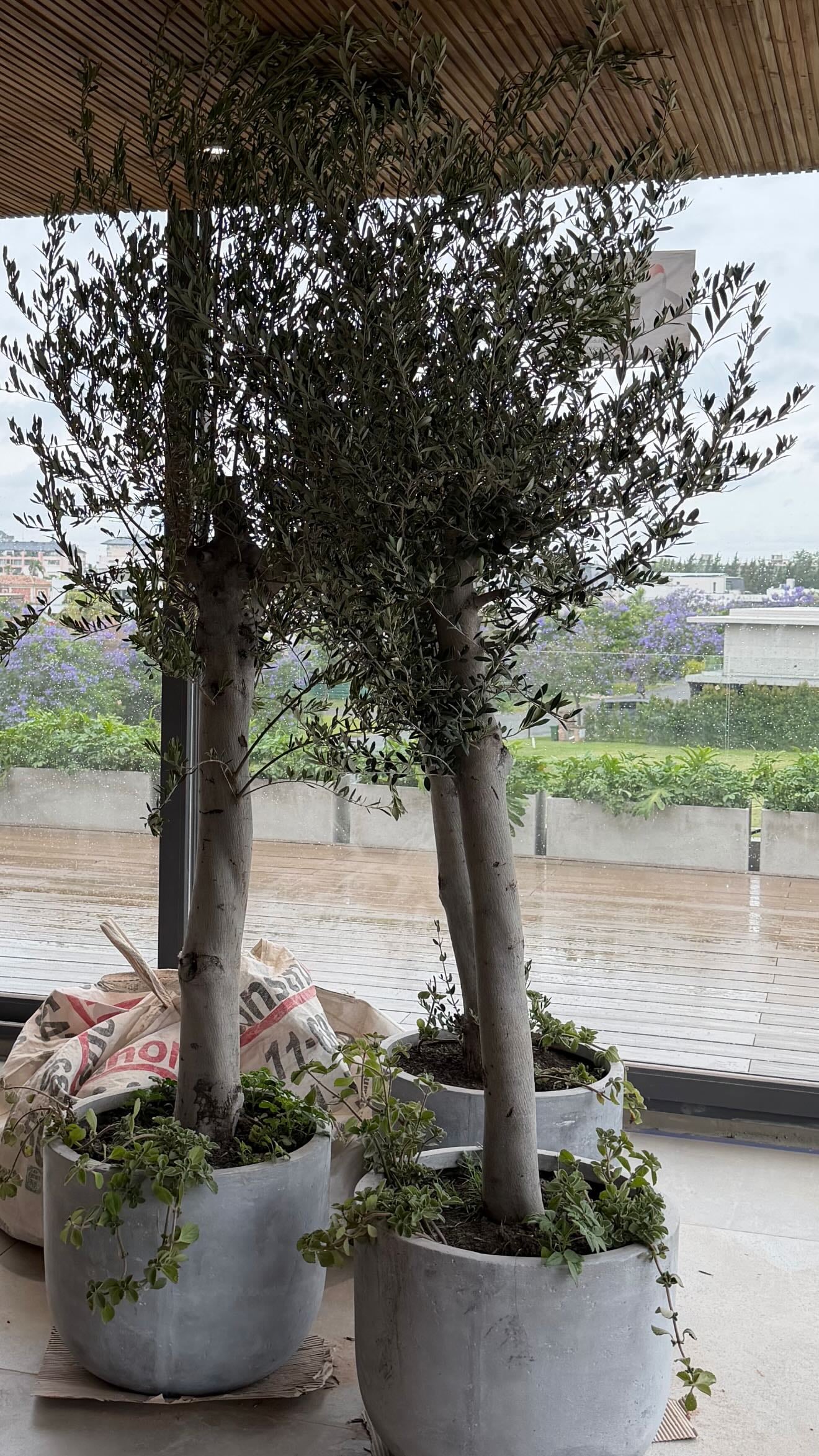 Las macetas que adquirió Wanda Nara para decorar el interior de su casa nueva