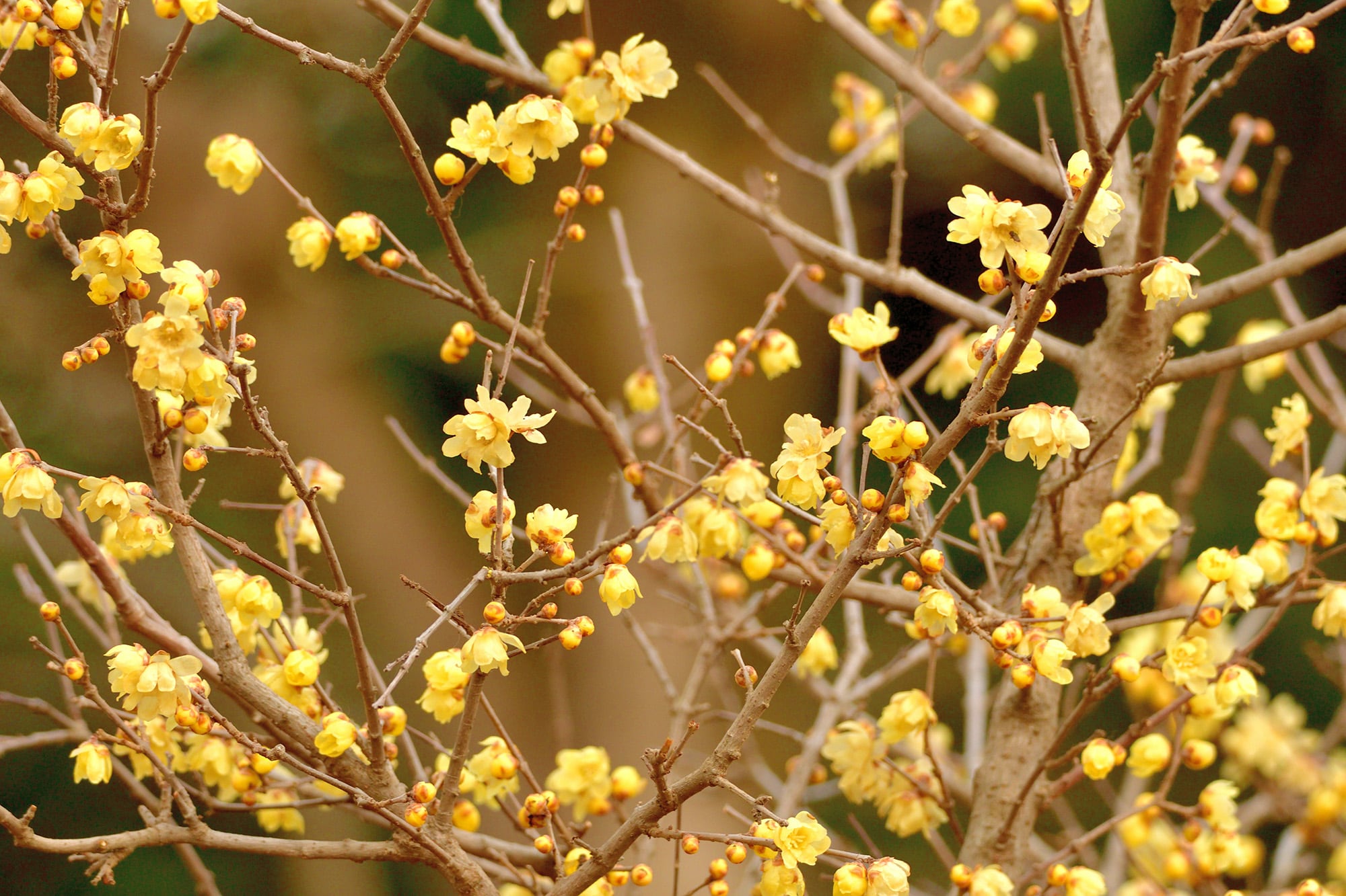 Chimonanthus praecox. Sus flores discretas liberan un aroma intenso y sofisticado en pleno invierno