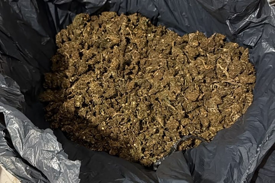 Cogollos de marihuana incautados a la banda narcocriminal