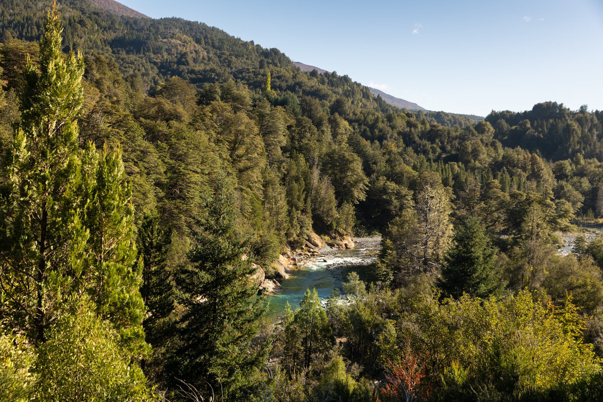 El bosque andino patagónico rodea el Cajón del Azul