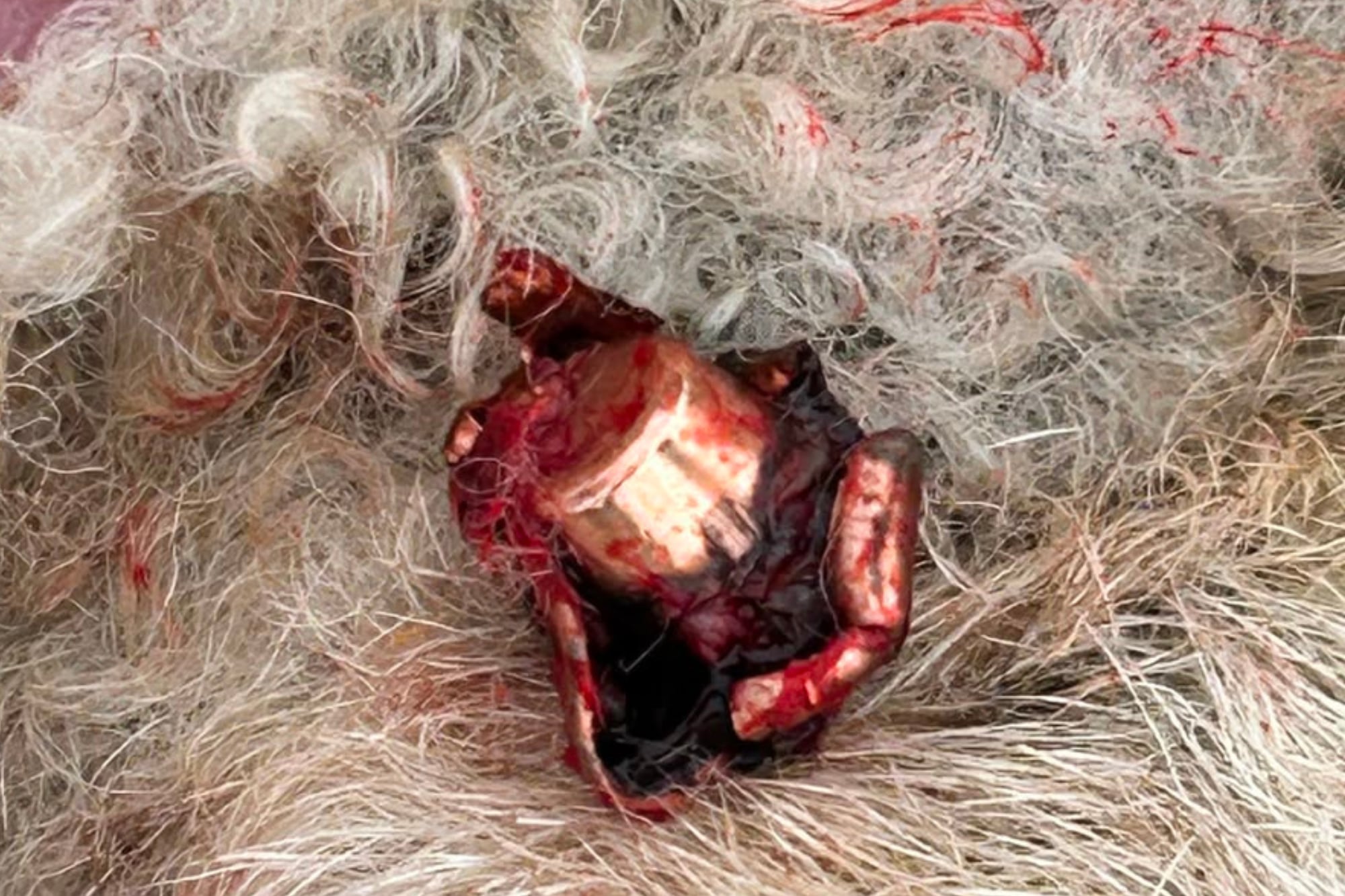 La punta de la bala que la Policía Rural encontró en la cabeza de una de las ovejas