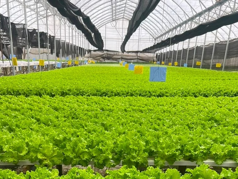 Ya produce en 18.650 metros cuadrados: una provincia vive una transformación histórica con cultivos sin tierra