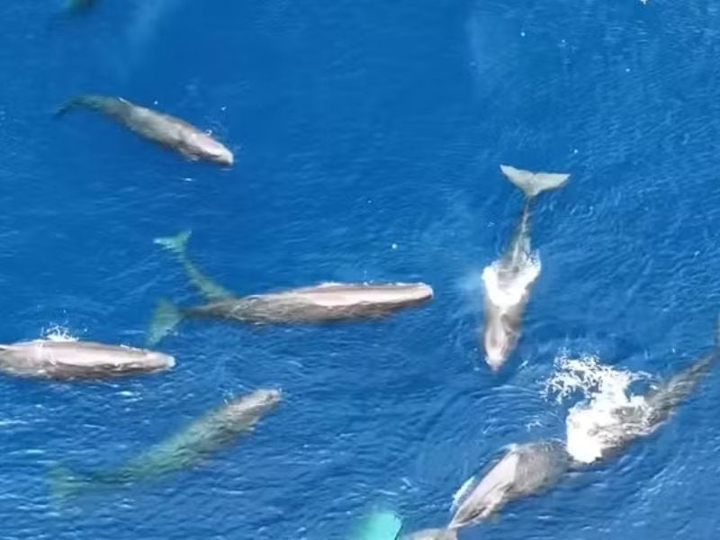 Investigadores filmaron, por primera vez, el nacimiento de un cachalote