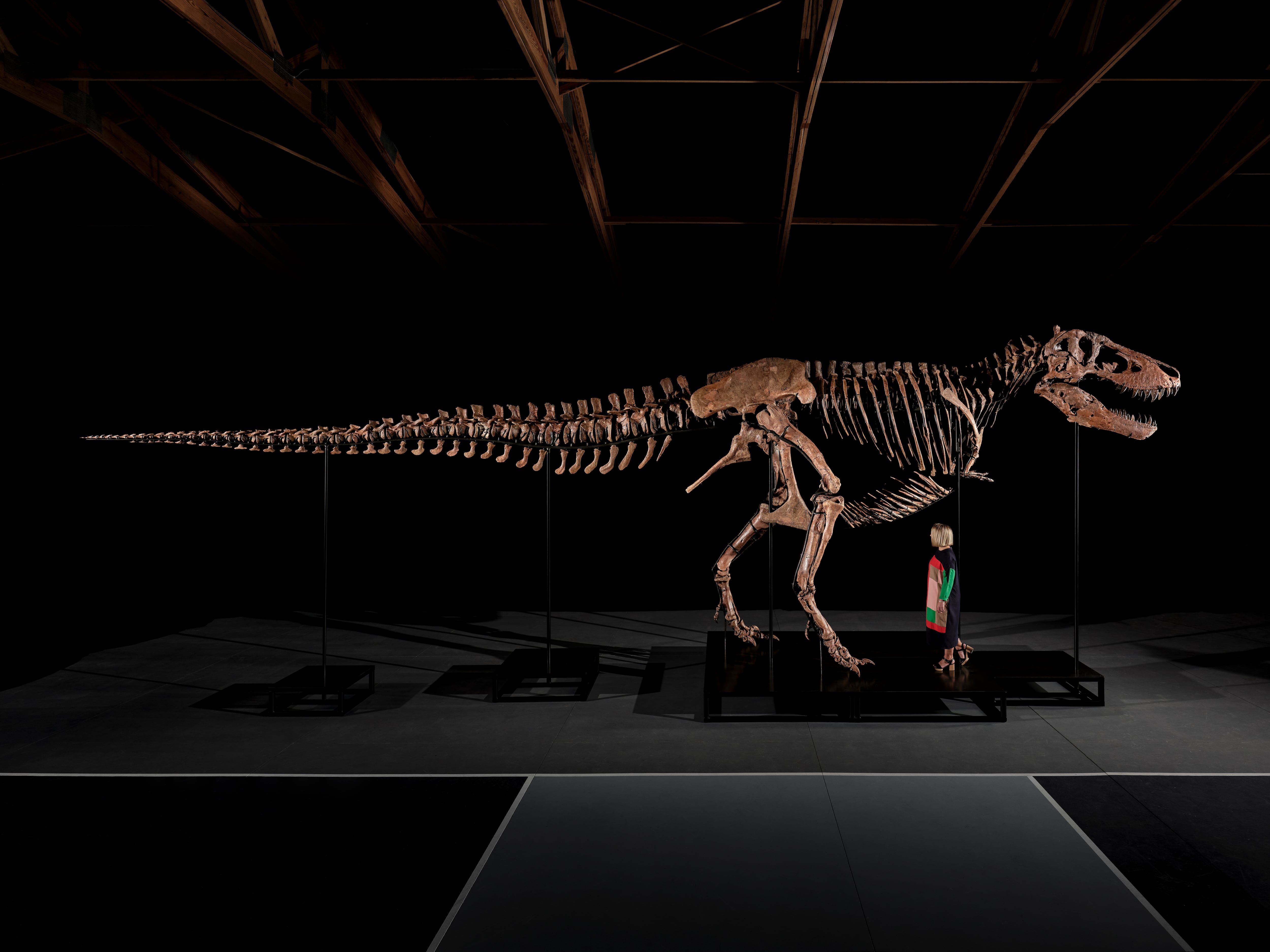 Con unos 11,6 metros de largo y casi cuatro metros de alto, “Gus” pertenece a un grupo muy reducido de T-rex excepcionalmente preservados