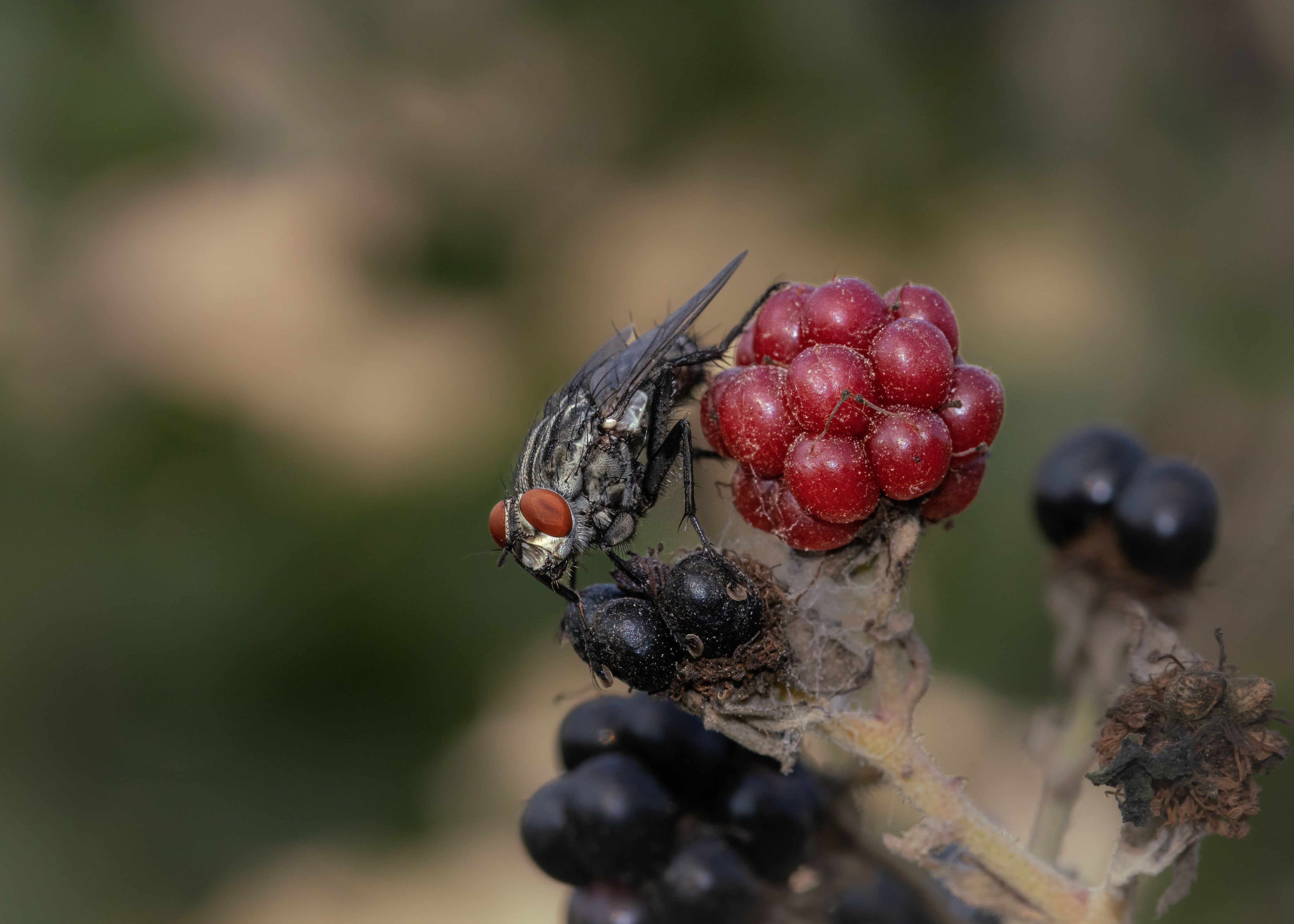 Para el experimento, los expertos utilizaron moscas de frutas