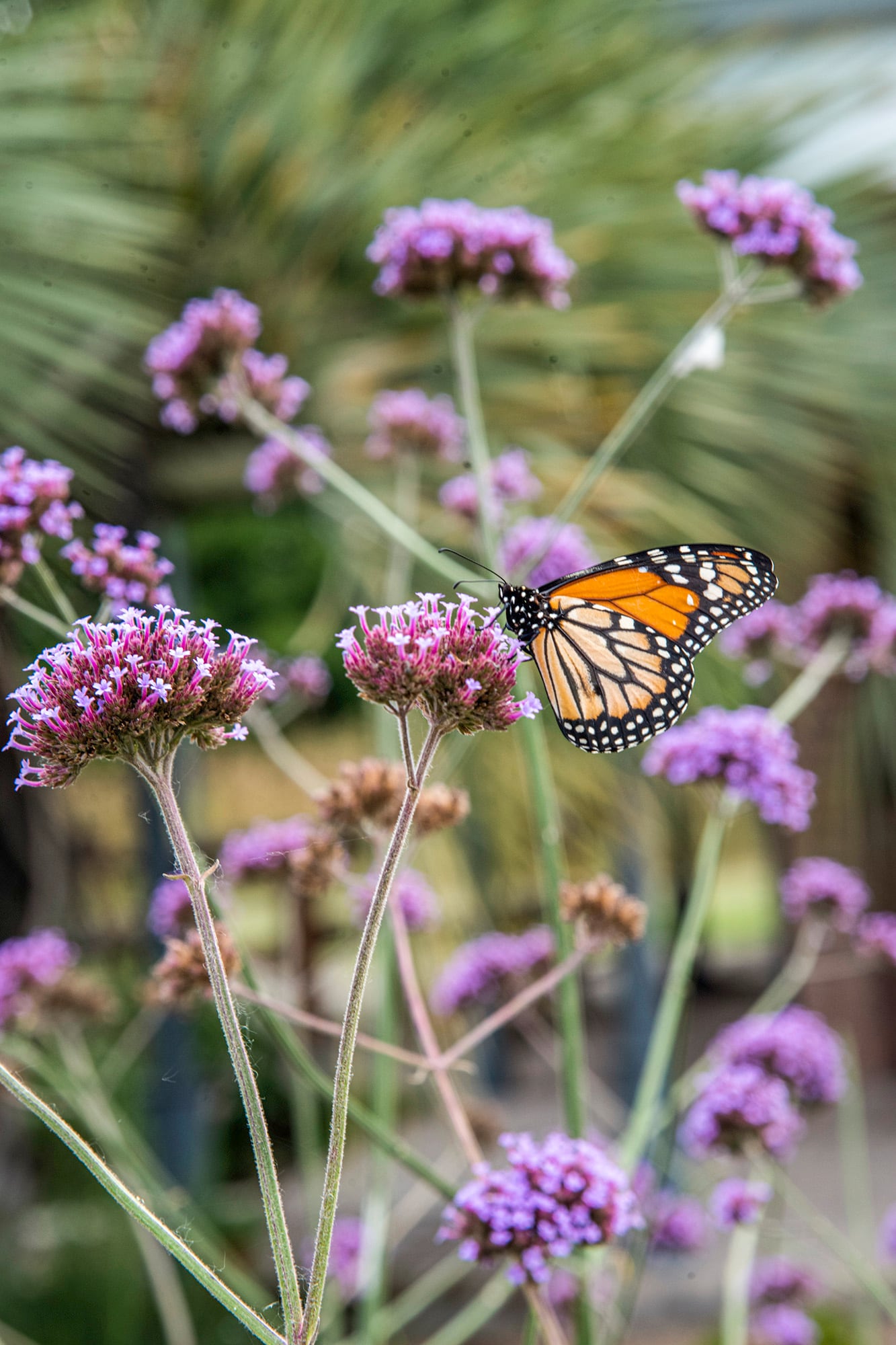 La Verbena bonariensis aporta flores livianas y atrae abejas y mariposas al jardín