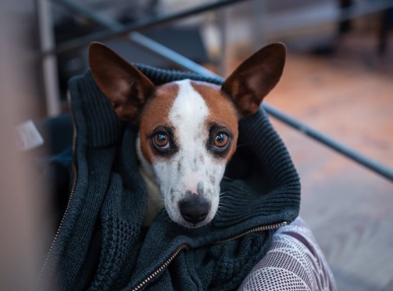Desde papitaciones hasta ciertos movimientos: cómo identificar el frío en los perros (Foto: Freepik)