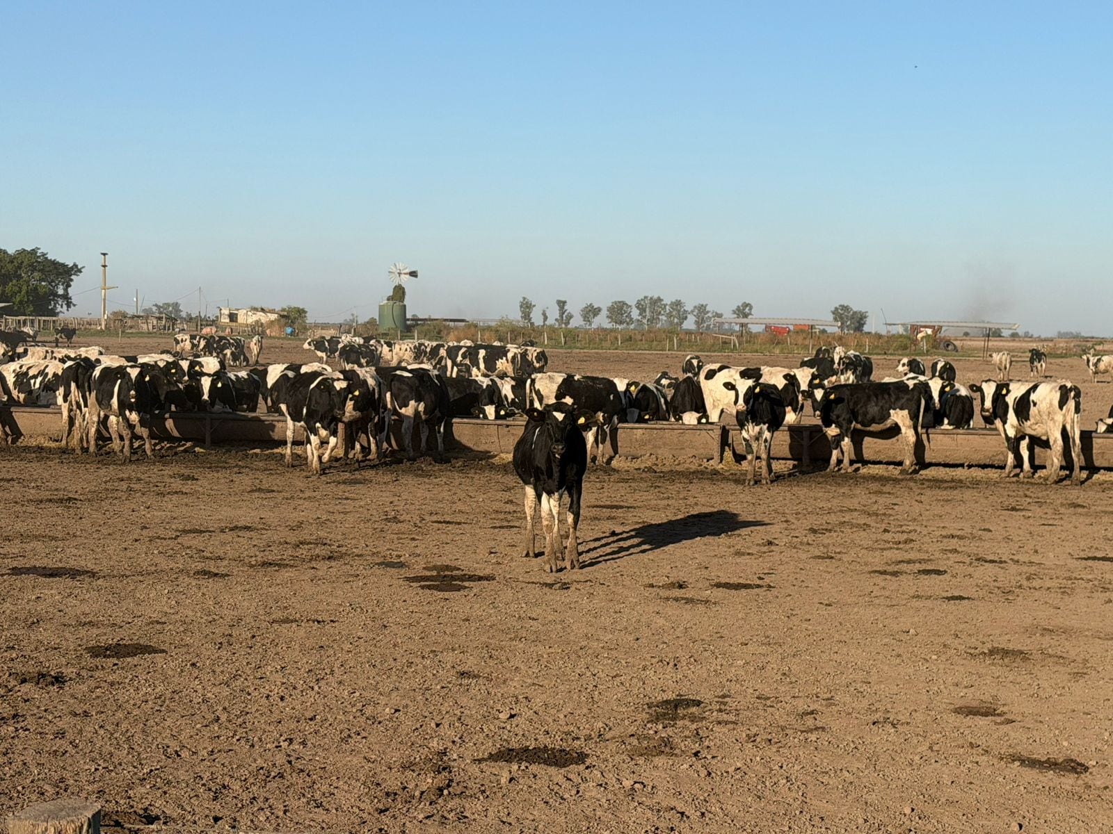 Con el transcurso del tiempo, el rodeo y el campo de los Monzoni fue creciendo hasta alcanzar actualmente 520 vacas en ordeño, distribuidas en dos fracciones que totalizan 800 hectáreas