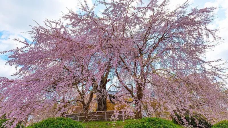 La familia Sano plantó y cuida los emblemáticos cerezos llorones del Parque Maruyama de Kioto