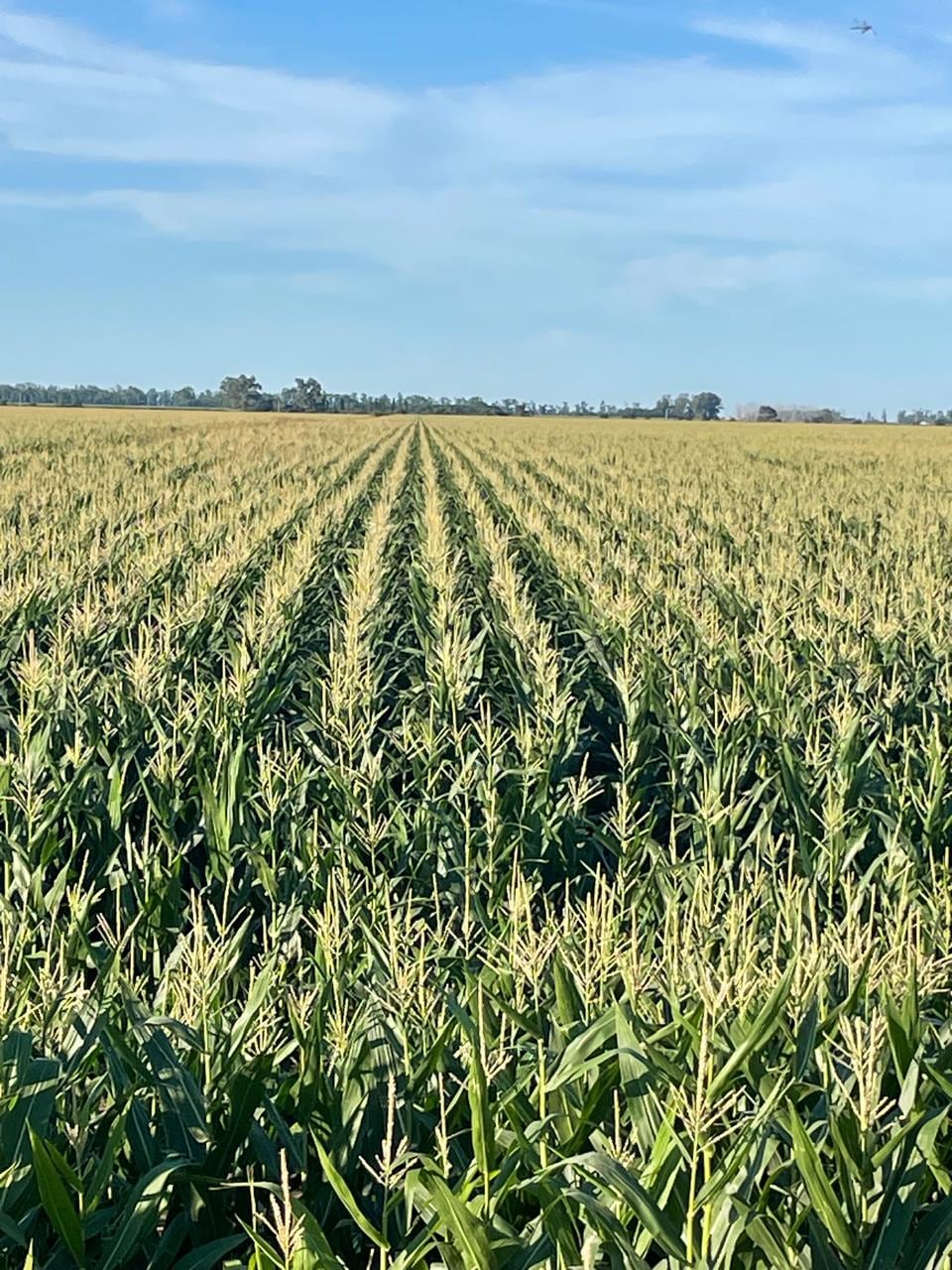 En la primera cosecha se lograron rendimientos sobresalientes de 125 quintales por hectárea de grano seco