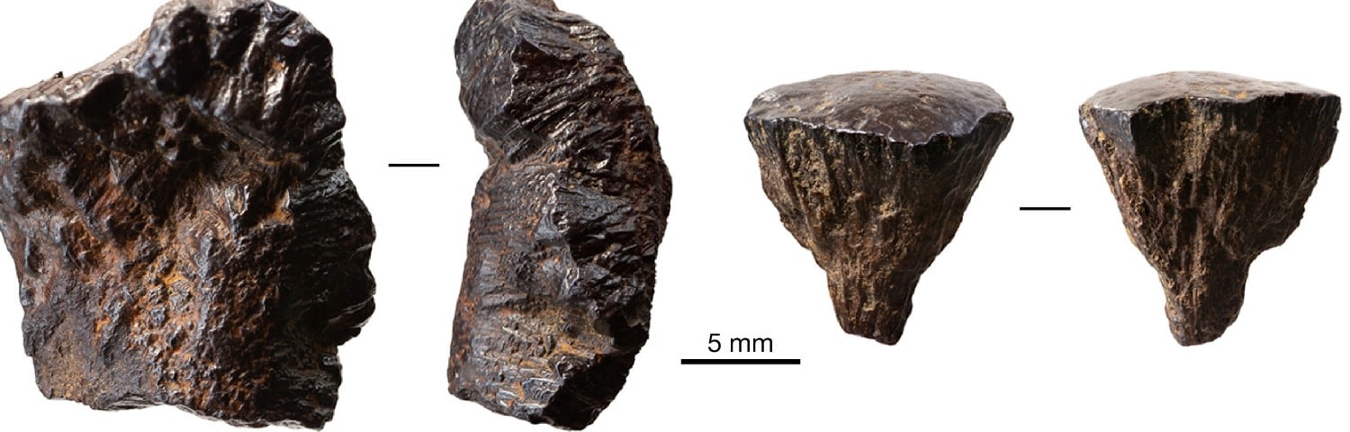 Trozos de piedras fósiles halladas en la
