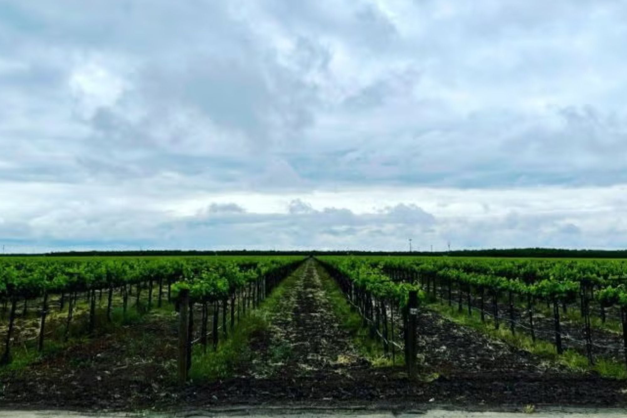 California enfrenta una gran recesión en la industria del vino