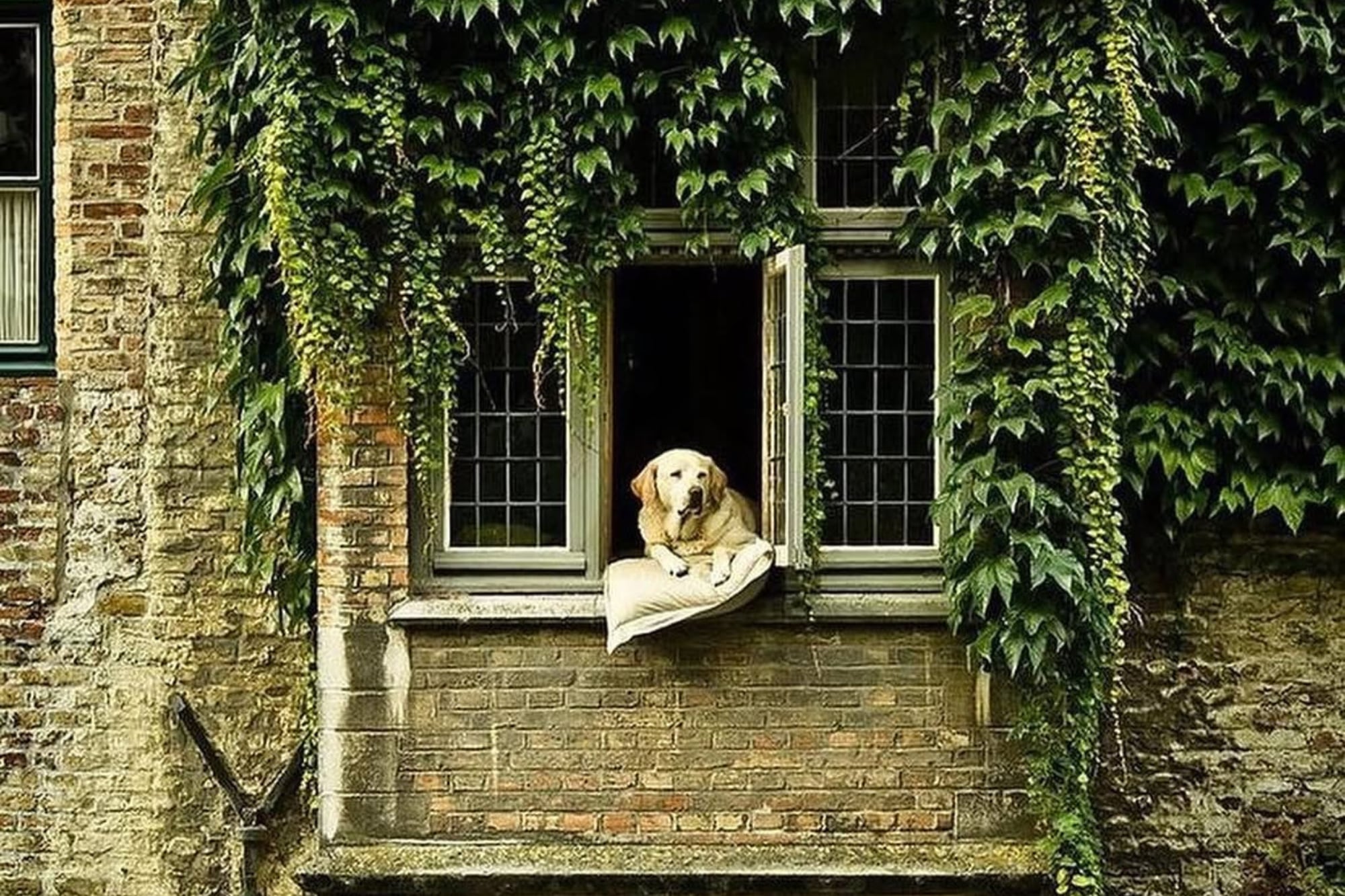 Quién era Fidéle, el perro más fotografiado de Bélgica que se hizo famoso desde su balcón