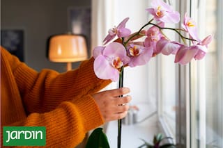 Cómo armar tu refugio verde y lleno de flores en pleno invierno