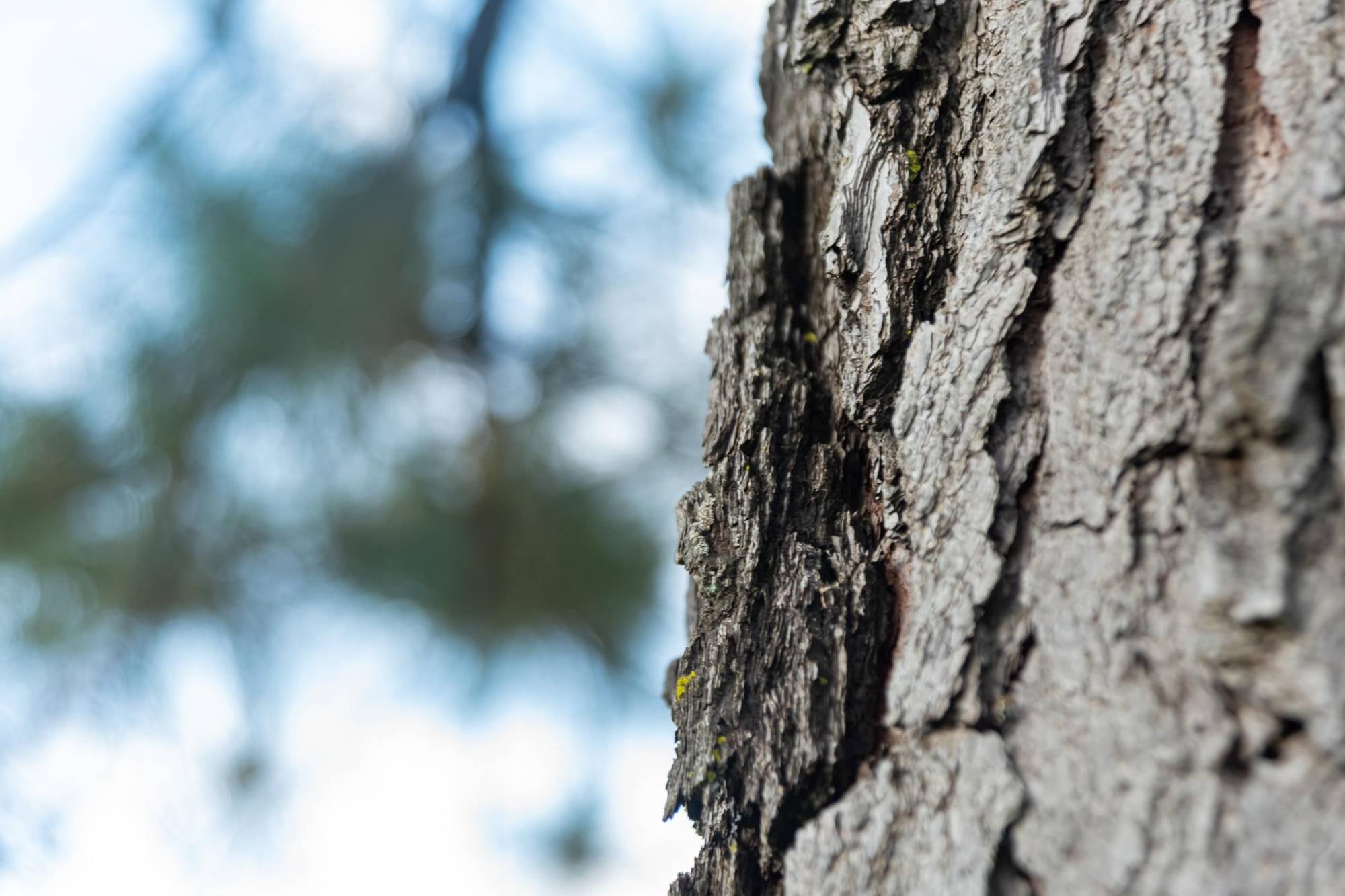 El fenómeno de la savia congelada que rompe árboles y suena como disparos de hielo este invierno en EE.UU.
