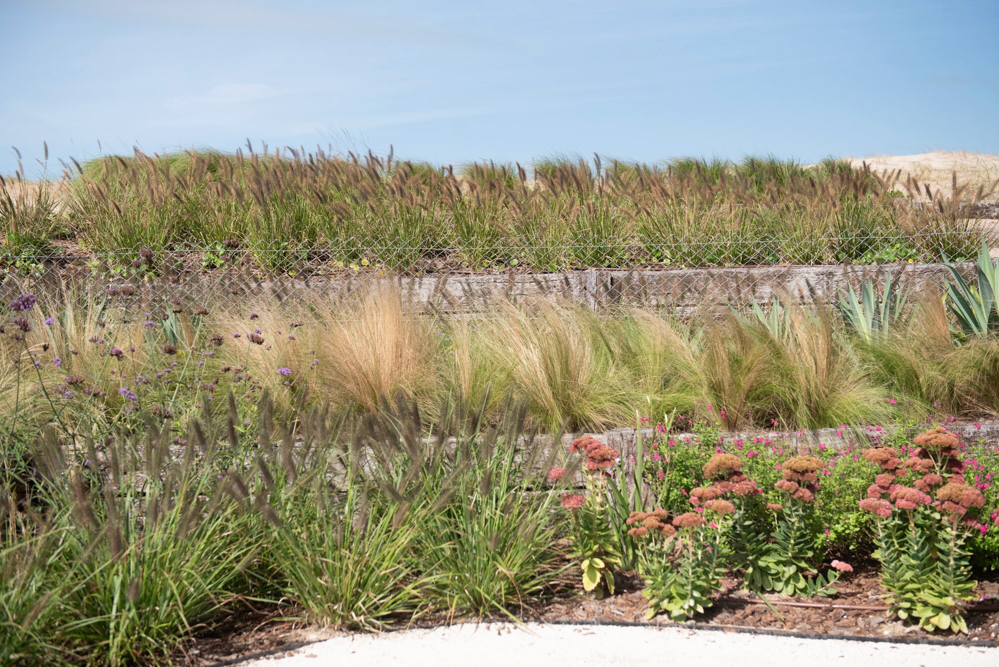 Las terrazas con plantación muy junta de Eragrostis curvula, Pennisetum alopecuroides ‘Moudry’, Nassella tenuissima, entre otras