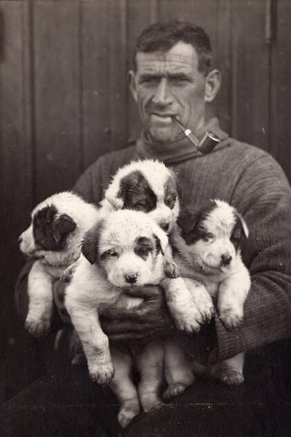 7 de febrero de 1915: el marinero irlandés Tom Crean (1877 - 1938) con un puñado de cachorros de trineo durante la Expedición Imperial Transantártica, 1914-17, dirigida por Ernest Shackleton. (Foto de Frank Hurley/Scott Polar Research Institute, Universidad de Cambridge/Getty Images)