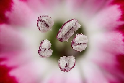 7. El estambre de un clavel rojo chino (Guillermo López López, España)